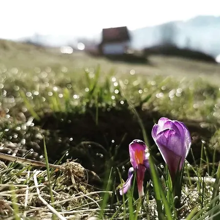 Na Ubocy Domek alpejski Biały Dunajec